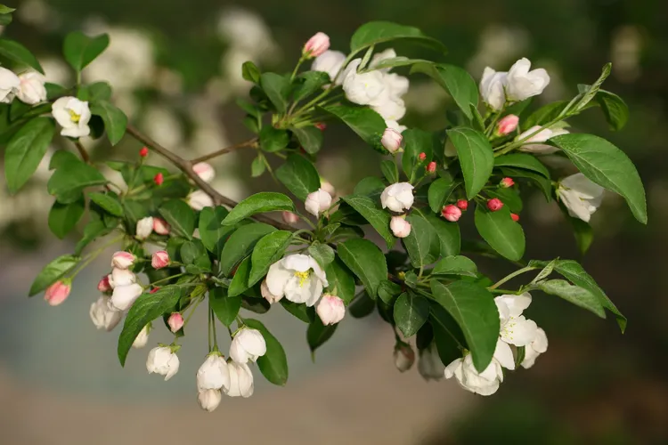 ミカイドウ (実海棠) (ケア, 特徴, 花, 画像, 食用)