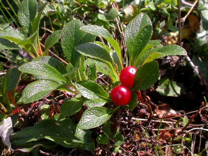 Red fruit bearberry