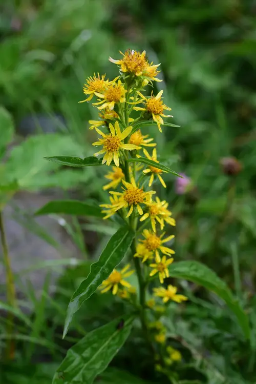 Verga D'oro (Solidago Virgaurea) Erba Con Fiori Naturalma - 150 G - 300 Compresse - Integratore - Foto 10