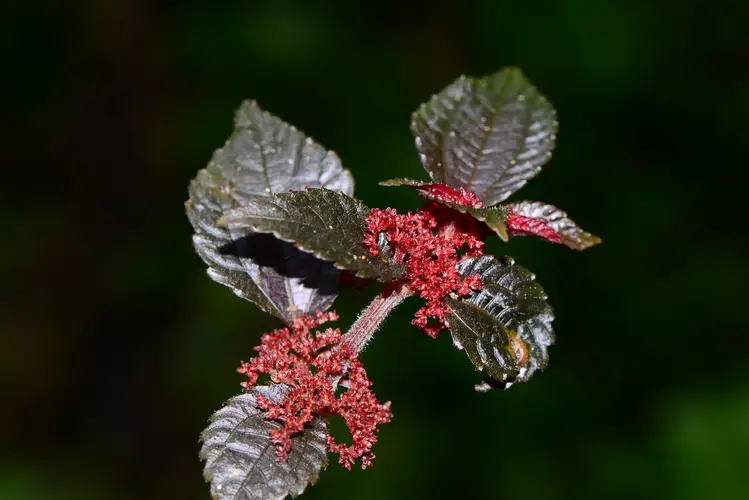 Pilea aquarum subsp. brevicornuta