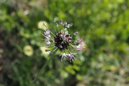 ご注文承ります 5月の野蒜、ノビル50本 野蒜（ノビル）