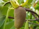 Mangue-palafita
