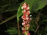 Alpinia japonica