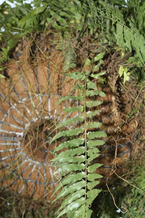 特大　鳳尾貫衆　ホウビカンジュ ホウビカンジュ（鳳尾貫衆）の判定方法 (Nephrolepis biserrata)