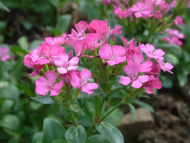 ハマナデシコ（浜撫子） (Dianthus japonicus) - PictureThis