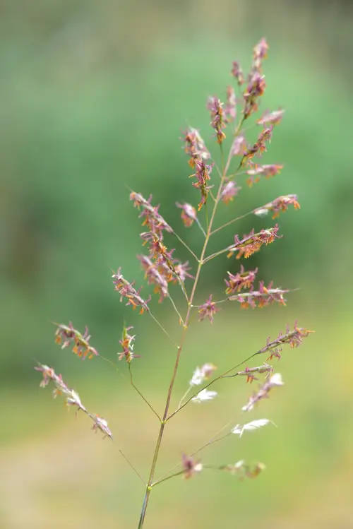 Spodiopogon de sibérie