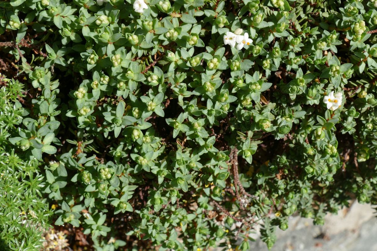 Cómo Destacar Pimelea prostrata en Su Jardín Lunar