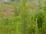 Artemisia lancea