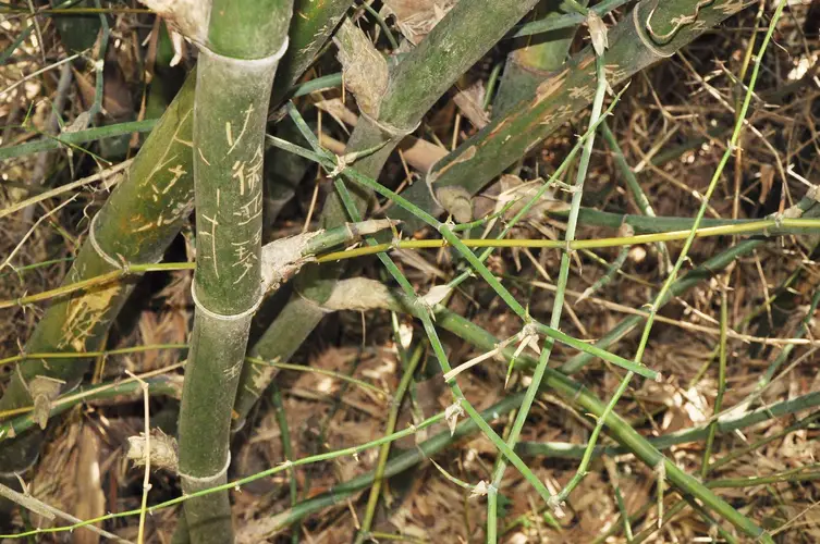 Bambusa spinosa