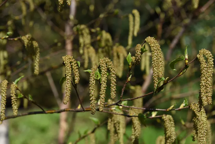 ダケカンバ（岳樺） (Betula ermanii) - PictureThis