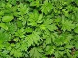 陰地蒿 (Artemisia sylvatica) - PictureThis