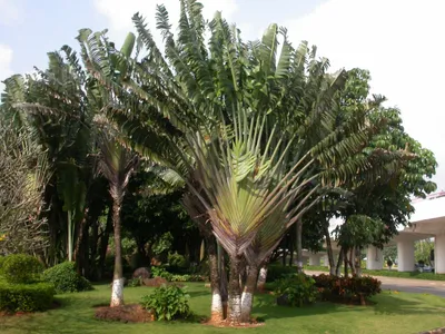 タビビトノキ（旅人の木） (ケア, 特徴, 象徴, 画像)