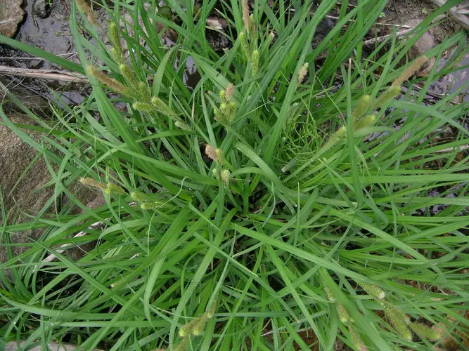 Carex heterolepis