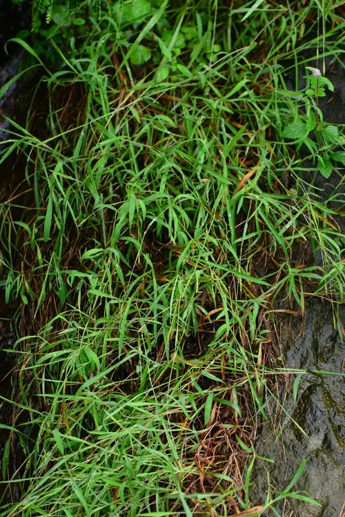 Smutgrass