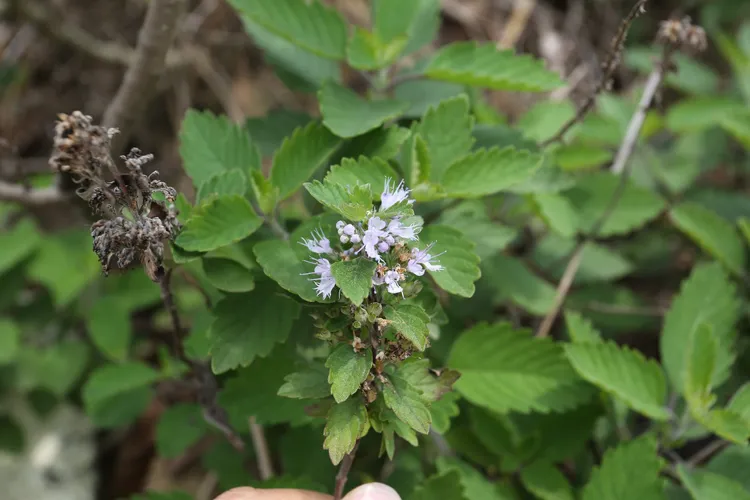 Blauwbaard (Caryopteris incana) - PictureThis