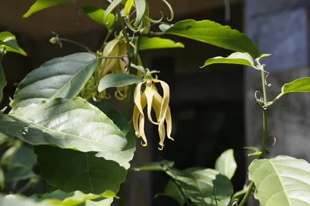 Ylang-ylang - Cananga odorata (Pflege, Merkmale, Blume, Bilder)