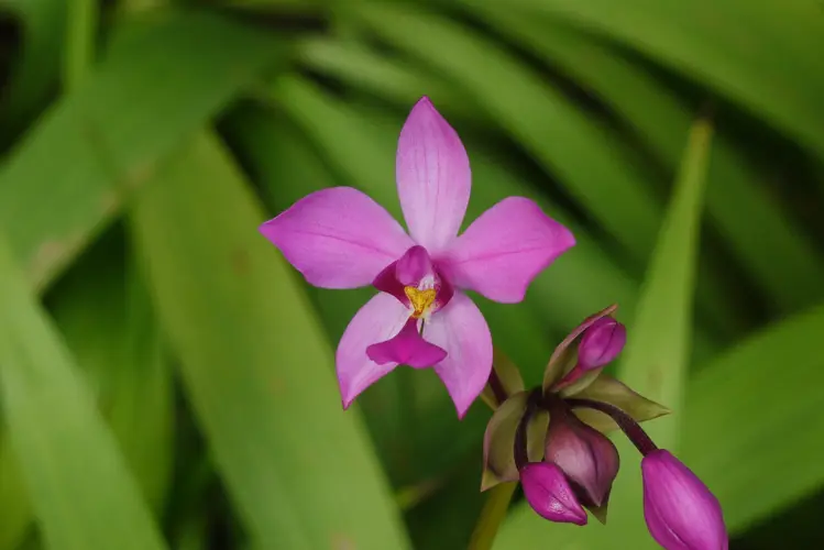 Orquídea-violeta