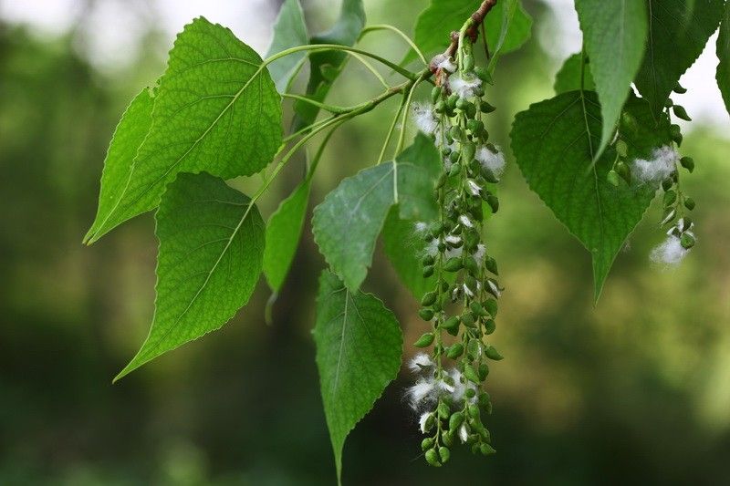 How to Solve Problems with Chinese white poplar?