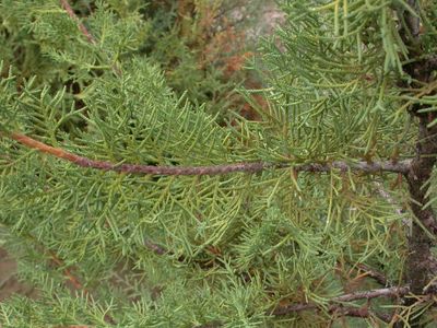 Juniperus tibetica - PictureThis