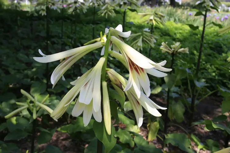 Giant himalayan lily