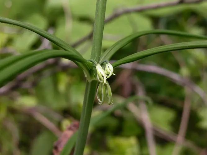 Polygonatum sibiricum