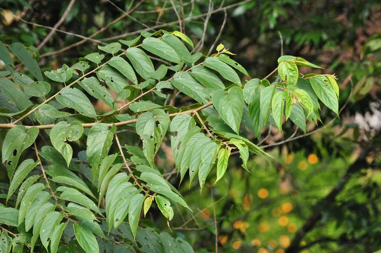 Hemp - Cannabaceae (Taxonomy, Characteristics, Distribution, Images)