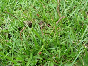 Fresh Look at What Is The Optimal Temperature For Centipedegrass Range Effects