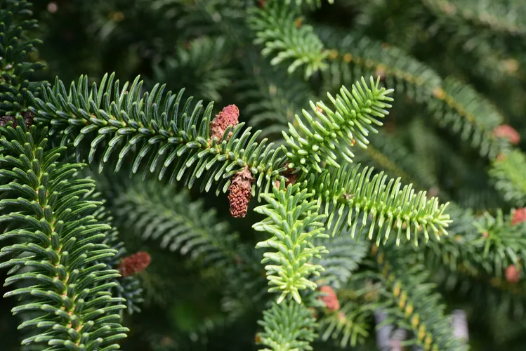 Abies pinsapo (ケア, 特徴, 分布, 画像)