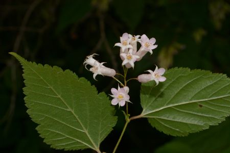How to Grow and Care for Neillia