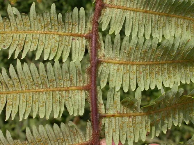 Diplopterygium chinense