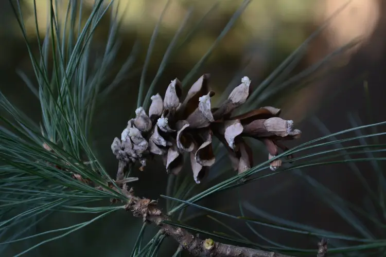 Eastern white pine