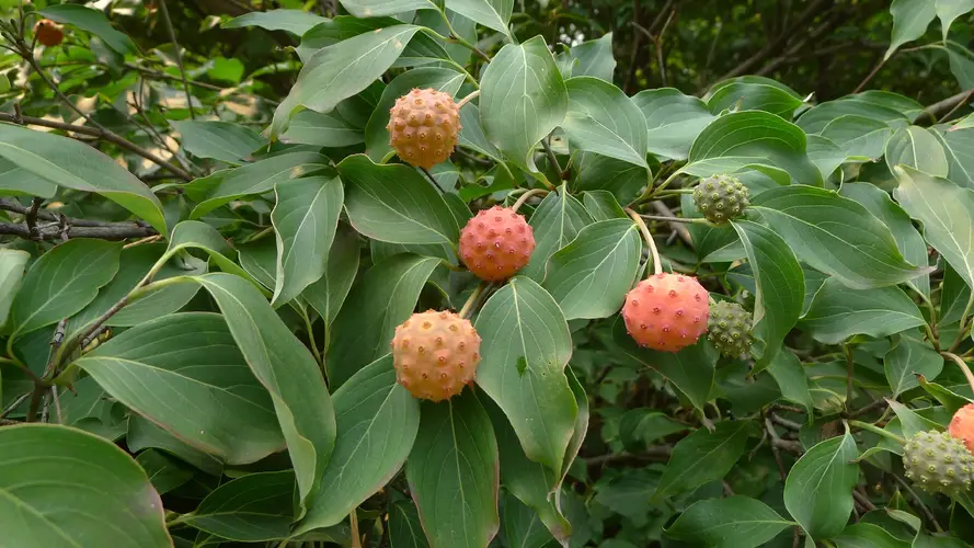 son árboles de cornejo de rápido crecimiento