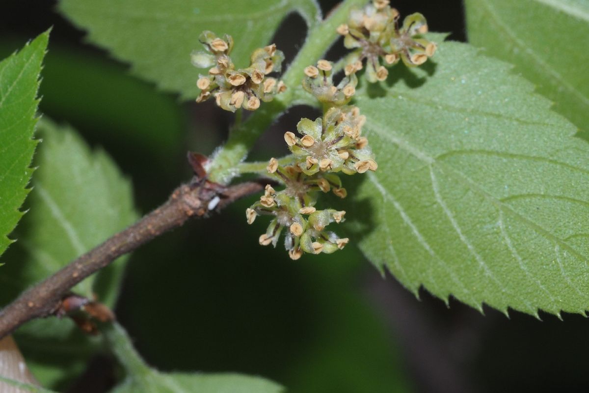ムクノキ（椋木）の健康と環境への驚くべき利点を発見する