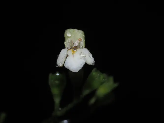 Premna microphylla