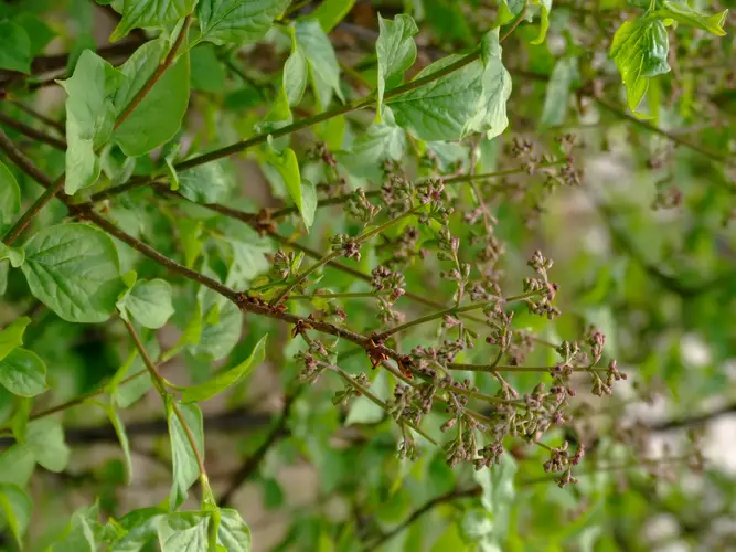 Syringa pubescens subsp. patula