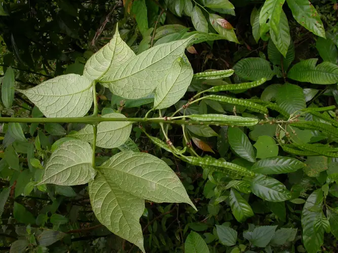 Borthwickia trifoliata