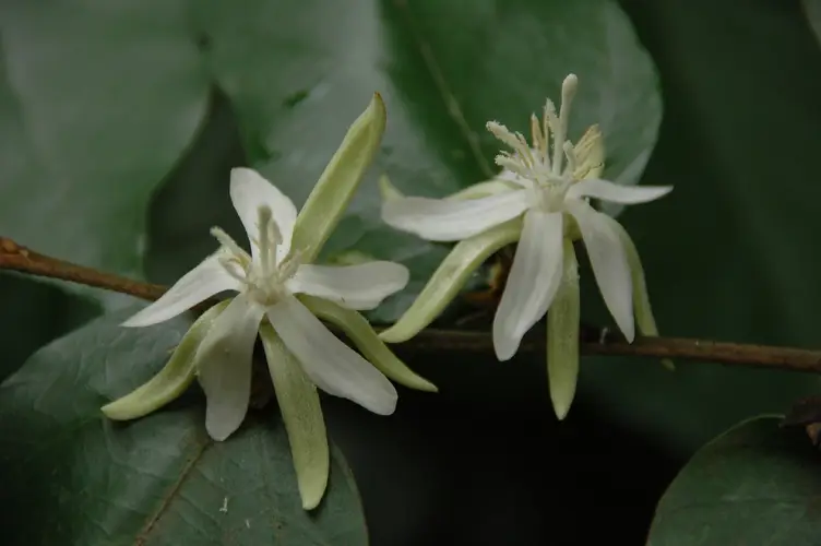 Pterospermum heterophyllum