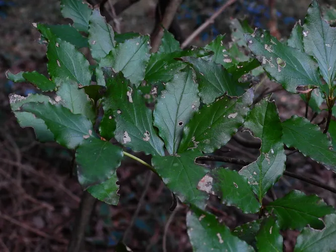 stechpalme balkon Japanische Stechpalme Fastigiata - Ilex crenata fastigiata