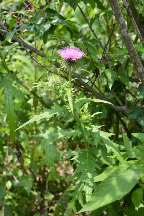 Cirsium maackii