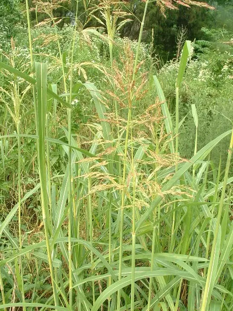 Sudan grass