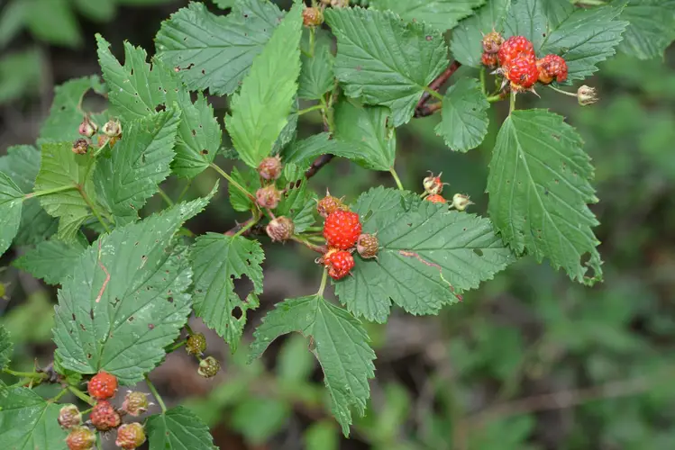 Rubus subcrataegifolius