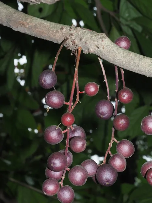Burmese grape (Baccaurea ramiflora) - PictureThis