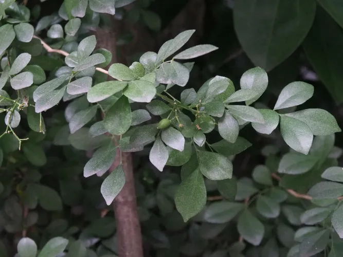 ゲッキツ（シルクジャスミン） (ケア, 特徴, 花, 画像)
