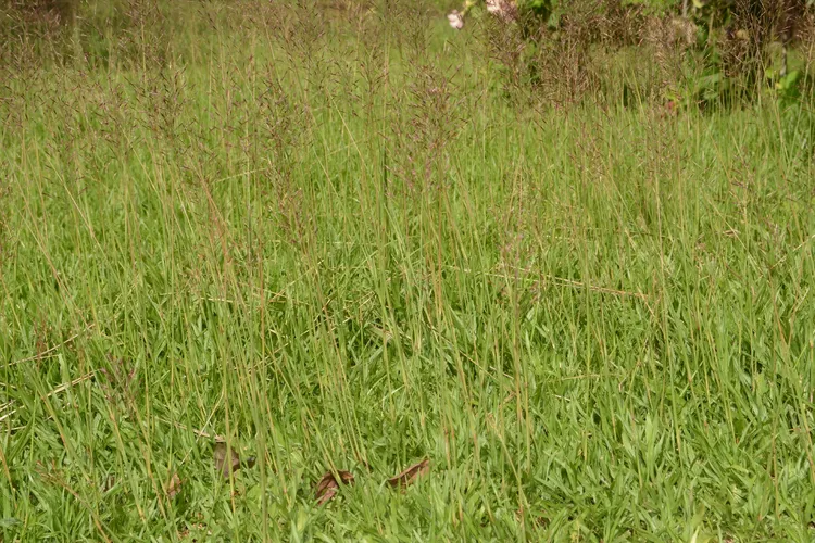 Khus Khus (Chrysopogon) - PictureThis