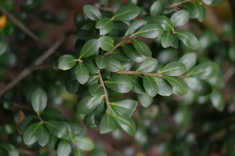 Is Japanese Holly Poisonous To Dogs Japanese Holly 60/80cm Is Japanese Holly Poisonous To Dogs Japanese Holly 60/80cm
