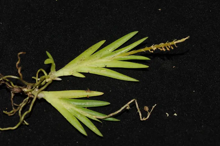 Oberonia caulescens
