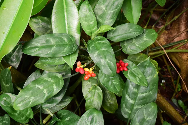 Chinese evergreen - Aglaonema commutatum (Care, Characteristics, Symbolism,  Images, Toxic)