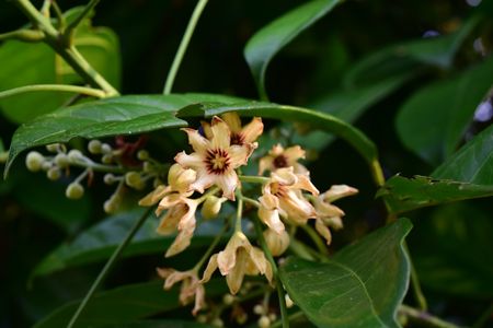 Kolatier (Cola nitida) - PictureThis