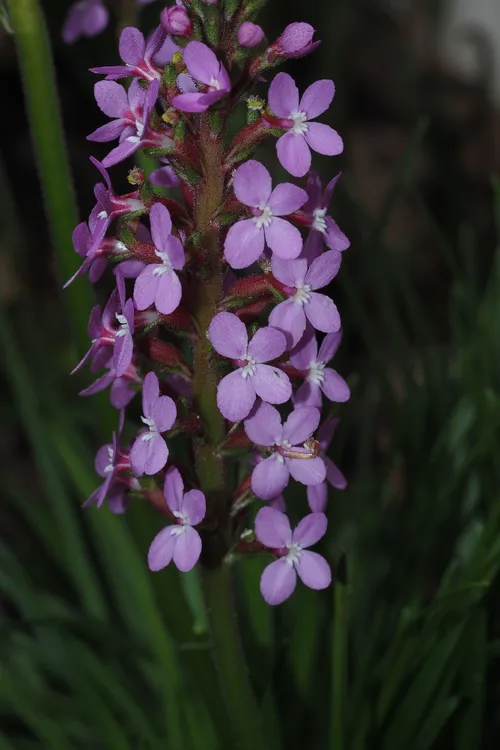 Trigger plant (Stylidium graminifolium) - PictureThis