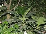 Brotfruchtbaum - Artocarpus altilis (Pflege, Merkmale, Invasiv, Bilder,  Essbar)